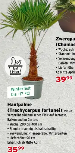 Salzburger Lagerhaus Hanfpalme (Trachycarpus fortunei) Angebot
