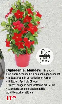 Salzburger Lagerhaus Dipladenia, Mandevilla Angebot