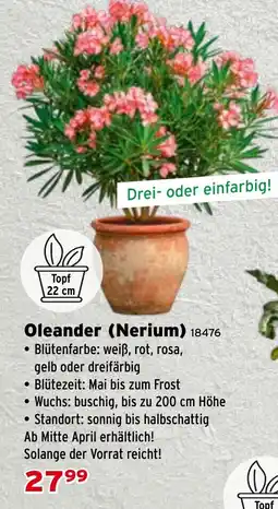 Salzburger Lagerhaus Oleander (Nerium) Angebot