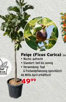 Salzburger Lagerhaus Feige (ficus carica) Angebot