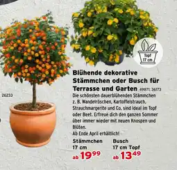Salzburger Lagerhaus Blühende dekorative Stämmchen oder Busch für Terrasse und Garten Angebot