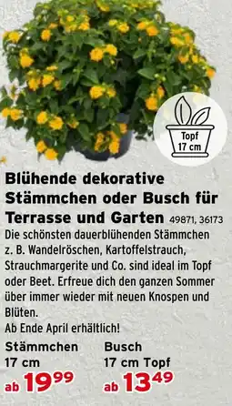 Salzburger Lagerhaus Blühende dekorative Stämmchen oder Busch für Terrasse und Garten Angebot