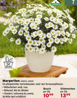Salzburger Lagerhaus Margeriten Angebot