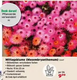 Salzburger Lagerhaus Mittagsblume (Mesembryanthemum) Angebot