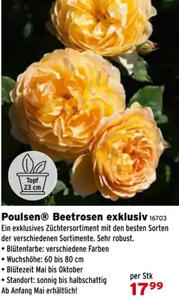 Salzburger Lagerhaus Poulsen Beetrosen exklusiv Angebot