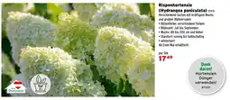 Salzburger Lagerhaus Rispenhortensie (Hydrangea paniculata) Angebot