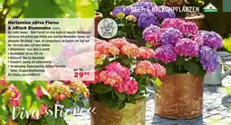 Salzburger Lagerhaus Hortensien Diva Fiore & Black Diamonds Angebot