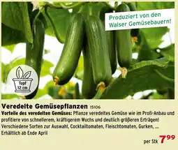 Salzburger Lagerhaus Veredelte Gemüsepflanzen Angebot