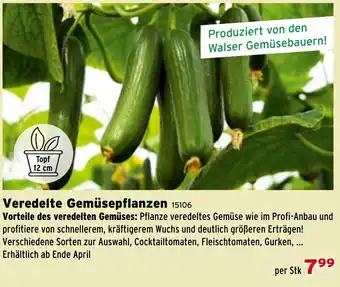 Salzburger Lagerhaus Veredelte Gemüsepflanzen Angebot
