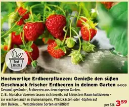 Salzburger Lagerhaus Hochwertige Erdbeerpflanzen: Genieße den süßen Geschmack frischer Erdbeeren in deinem Garten Angebot