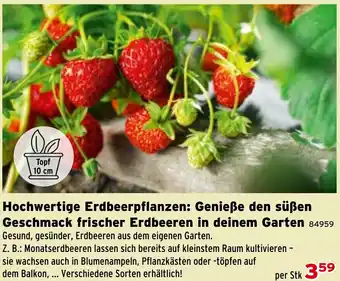 Hochwertige Erdbeerpflanzen: Genieße den süßen Geschmack frischer Erdbeeren in deinem Garten