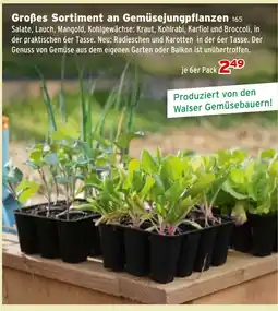 Salzburger Lagerhaus Großes Sortiment an Gemüsejungpflanzen Angebot