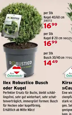 Salzburger Lagerhaus Ilex Robustico Busch oder Kugel Angebot