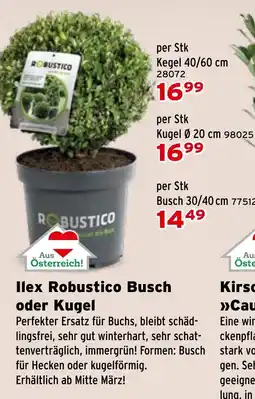Salzburger Lagerhaus Ilex Robustico Busch oder Kugel Angebot