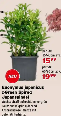 Salzburger Lagerhaus Euonymus japonicus Green Spire Japanspindel Angebot