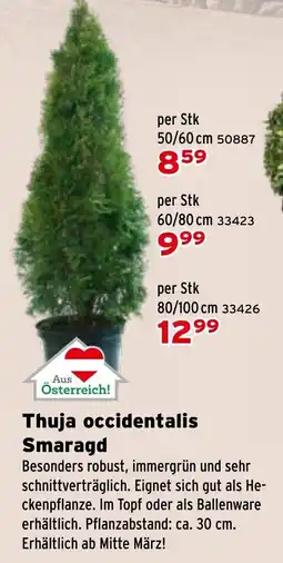 Salzburger Lagerhaus Thuja occidentalis Smaragd Angebot