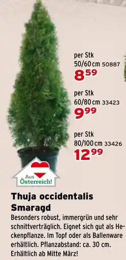 Salzburger Lagerhaus Thuja occidentalis Smaragd Angebot