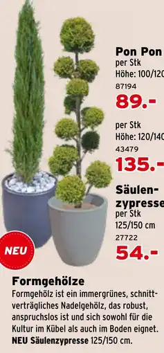Salzburger Lagerhaus Formgehölze Angebot
