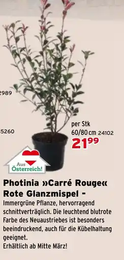 Salzburger Lagerhaus Photinia Carré Rouge Rote Glanzmispel Angebot