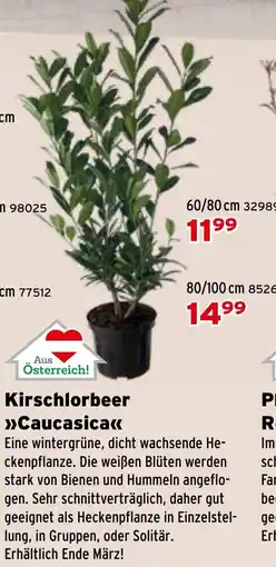 Salzburger Lagerhaus Kirschlorbeer Caucasica Angebot