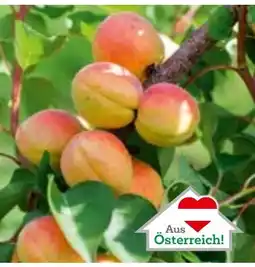 Salzburger Lagerhaus Obstbäume in bester Qualität aus Österreich! Angebot