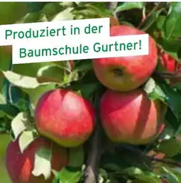 Salzburger Lagerhaus Obstbäume in bester Qualität aus Österreich! Angebot