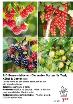 Salzburger Lagerhaus BIO Beerensträucher: Die besten Sorten für Topf, Kübel & Garten Angebot