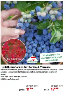 Salzburger Lagerhaus Heidelbeerpflanzen für Garten & Terrasse Angebot