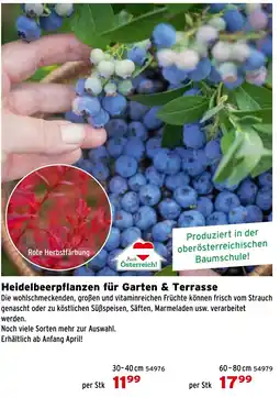 Salzburger Lagerhaus Heidelbeerpflanzen für Garten & Terrasse Angebot