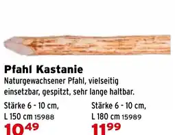 Salzburger Lagerhaus Pfahl Kastanie Angebot