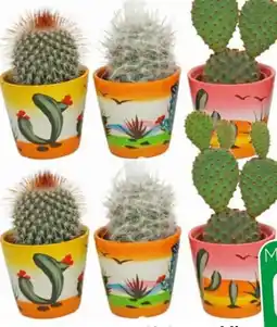 Eurospar Kakteen Mix Mexiko Angebot