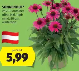 Hofer Sonnenhut Angebot