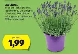 Hofer Lavendel Angebot