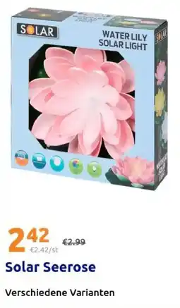 Action Solar Seerose Angebot