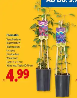 Lidl Clematis Angebot