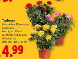 Lidl Topfrosen Angebot