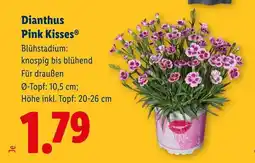 Lidl Dianthus pink kisses Angebot
