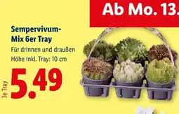 Lidl Sempervivum- Mix 6er Tray Angebot