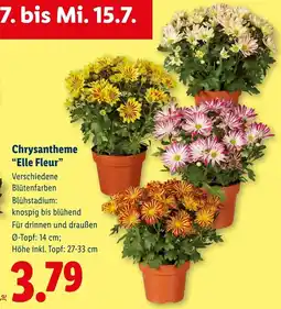 Lidl Chrysantheme elle fleur Angebot