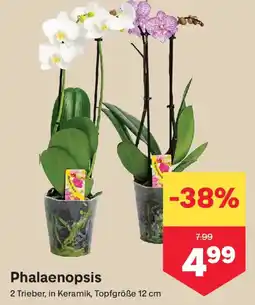 MPreis Phalaenopsis Angebot