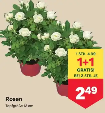 MPreis Rosen Angebot