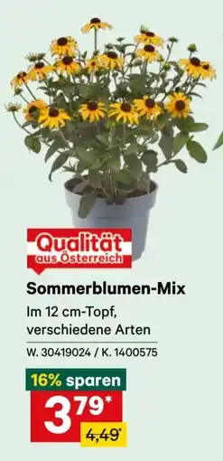 Lagerhaus Sommerblumen-Mix Angebot