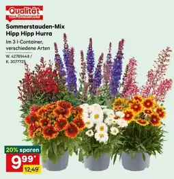 Lagerhaus Sommerstauden-Mix Hipp Hipp Hurra Angebot