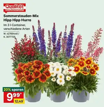 Sommerstauden-Mix Hipp Hipp Hurra