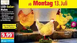 Norma LED-Solar- Huhn Angebot