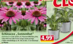 Norma Echinacea Sonnenhut Angebot