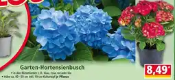 Norma Garten-Hortensienbusch Angebot