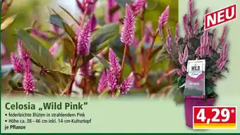 Celosia Wild Pink