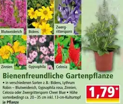Norma Blutweiderich Bidens Angebot
