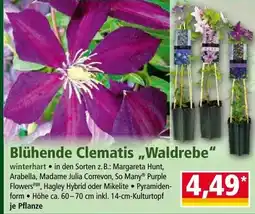 Norma Blühende Clematis Waldrebe Angebot